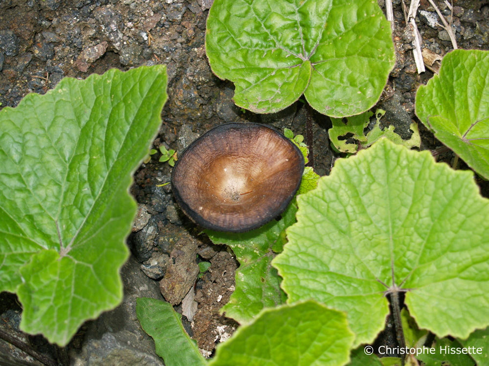 Mushroom La Gomera