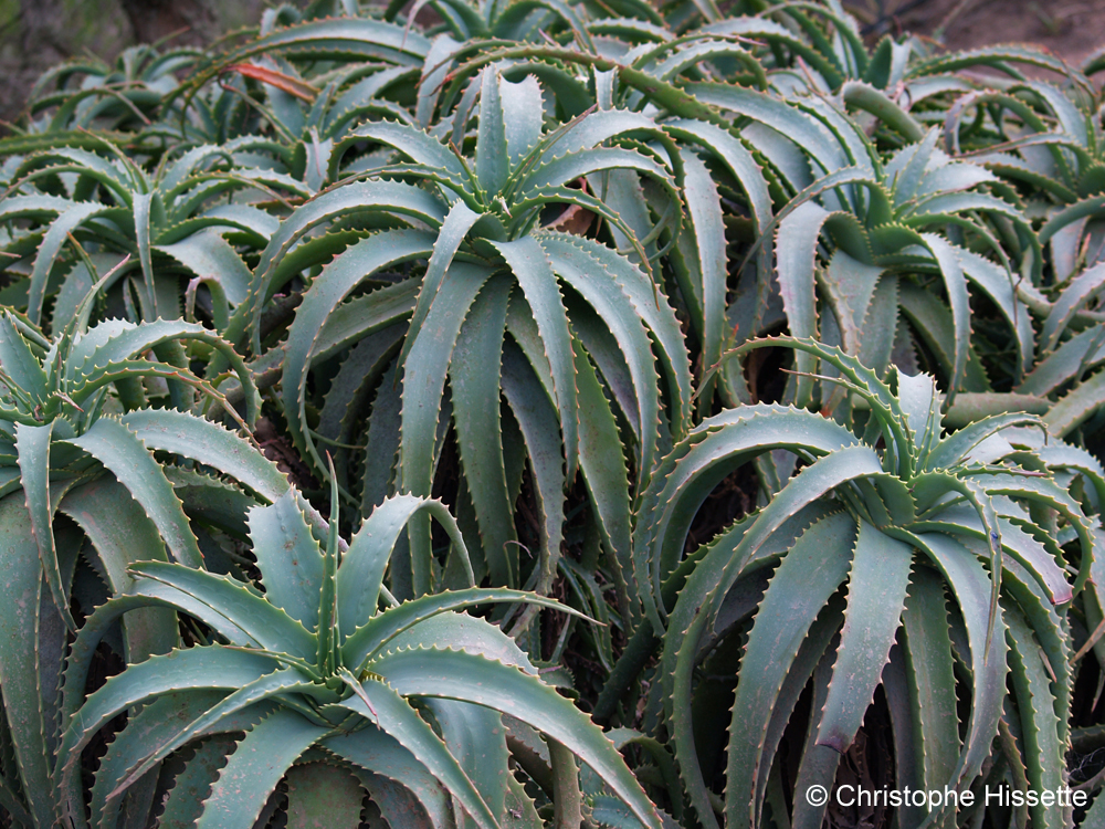 Aloe Arborescens, Lanzarote