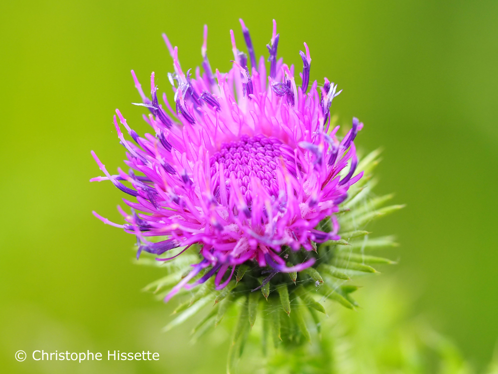 Portfolio Macrophotographie