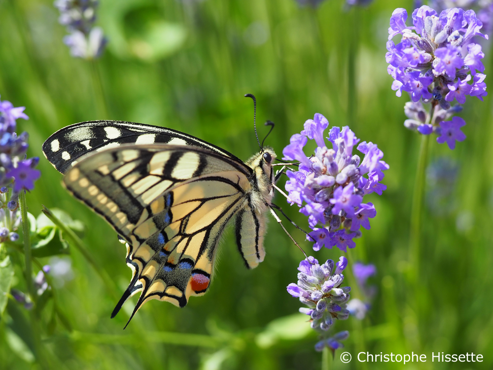 Portfolio Butterflies