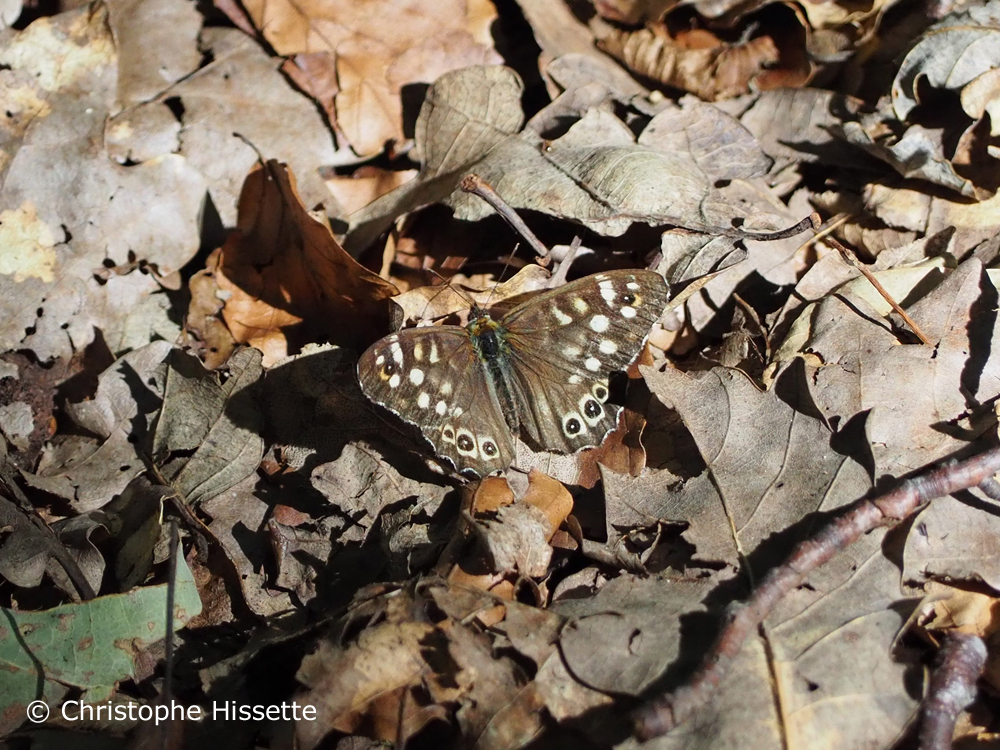 Speckled wood, Nature Reserve Aarnescht, Luxembourg